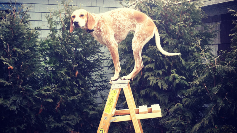 Illustration for article titled Coonhounding Is Your New Internet Photography Trend